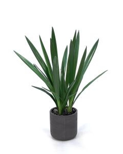 Cymbidium Orchid Blades in Black Wash Pot