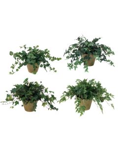 Greenery Assortment in Mossy Green Terra Cotta Pot (Sold in Multiples of 4)