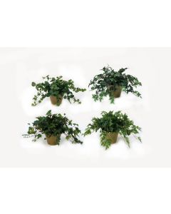 Greenery Assortment in Mossy Green Terra Cotta Pot (Sold in Multiples of 4)