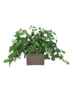 Pumila and Mini Pilea Greenery Assortment in Etched Square Bronze Planter