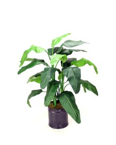 4' Musa Coccinea (Red Banana) in Round Bronze Planter