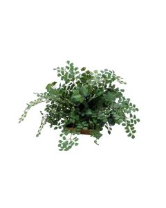 Maple Ivy Greenery in 7" Brown Saucer (Sold in Multiples of 2)