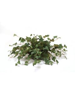 Mountain Ivy Greenery in Saucer (PK 2)