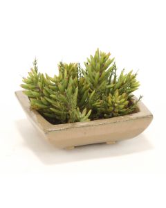 Succulent Garden in Square Stoneware Tray