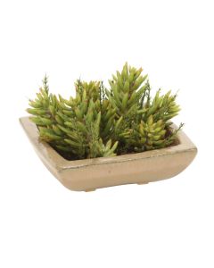 Succulent Garden in Square Stoneware Tray