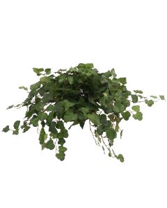 Swedish Ivy Topper in Terra Cotta Saucer (Pack 2)