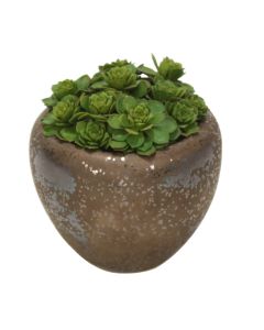 Cymbidium Orchid Blades With Black Pebbles Floor Plant in Pot