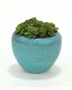 Succulents in Turquoise Pot (Pack 2)