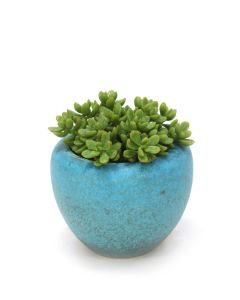 Succulents In Turquoise Pot (Pack 2)