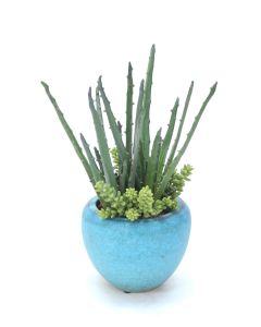 Aloe and Succulents in Turquoise Pot 
