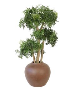 Ming Arailia Tree in Floor Planter