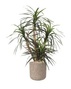 Dracaena Marginata in Gray Stone Charlie Planter