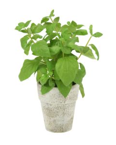 Basil Spray In Brushed Antique White Clay Pot