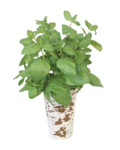Basil Foliage in Brown Crackled Planter