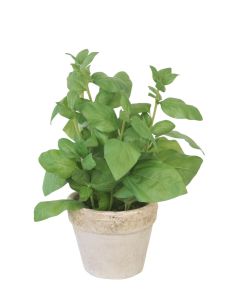 Basil Foliage in Organic Planter