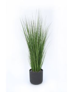 Grass in Black Wash Pot