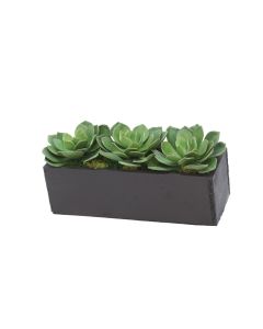 Hen and Chicken Succulents in Black Planter