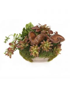 Succulents in Mossed Saucer