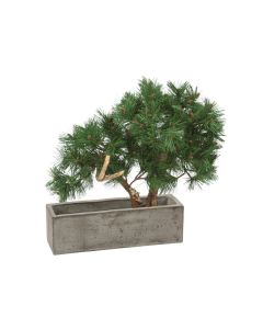 Pine Bonsai in Concrete Planter Box