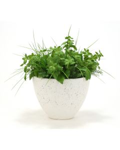 Basil, Fern, Grasses in Textured Oval Concrete-Lite Urn