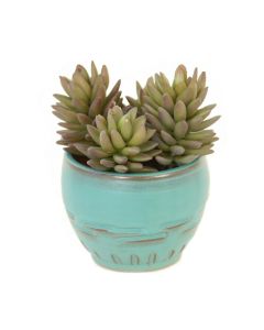 Sedum Succulents in Turquoise Planter - 3 Pc Set