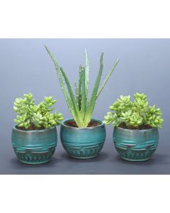 Sedum Succulents in Turquoise Planter (SET OF 3)