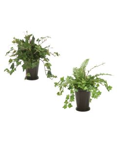 Mini Ivy And Mountain Ivy Assortment In Bronze Mint Julep Pot (Set Of 4)