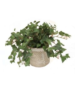 Mini Ivy in Wheatfield Pot (Set of 3)