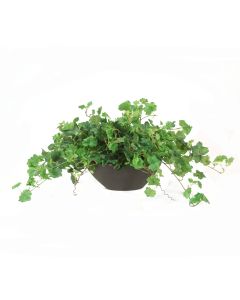 Geranium Bush in Oval Planter