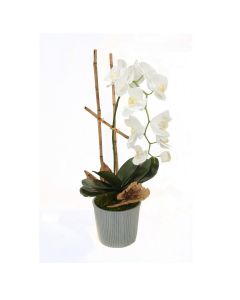 Phaeanopsis Orchid with Foliage in Blue Ridge Pot