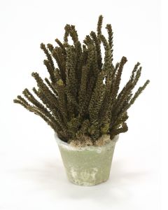 Preserved Buxifolia Green