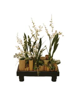 White Oncidium Orchid Bamboo Garden in Black Wooden Zen Planter
