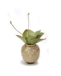 Succulent in Jara Vase