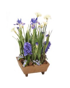 Blue Hyacinths with Blue Iris Garden in Wooden Box