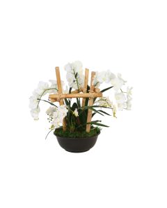 Phaleanopsis Orchids in Black Bowl