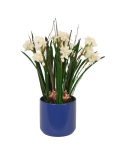 Paperwhites with Grass in Blue Planter
