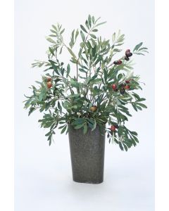 Olive Tree in a Wall Pocket