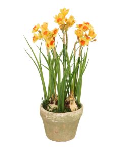 Orange-Yellow Narcissus in Rustic Planter
