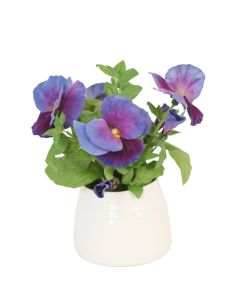 Lavender Blue Pansie in White Planter