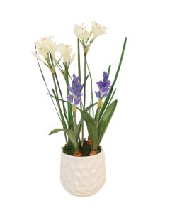 Hyacinths and Nerine Lily in White Planter