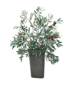 Olive Tree in a Wall Pocket