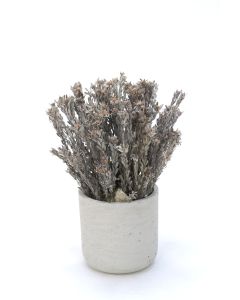 Pubescens Silver in Grey Planter