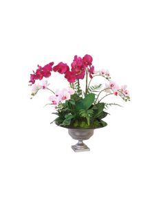 Violet Phalaenopsis Orchids Garden Mixed with Foliage