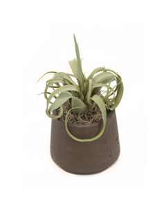 Tillandsia Air Plant in Chocolate Pot