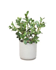 Jade Plants in Grey Washed Planter