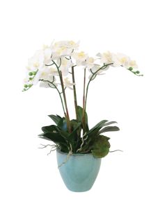 Phalaenopsis Orchids in Blue Bowl
