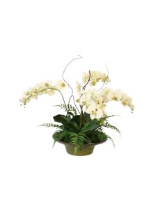 Cream Green Phaleanopsis in Green/Bronze Bowl