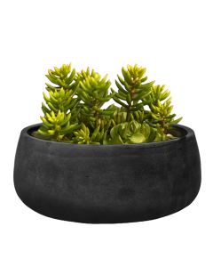 Succulents Garden in Round Grey Bowl