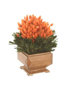 Coral Phalaris and Preserved Greenery in Square Wooden Planter