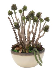 Succulent Tree with Mixed Succulents in Oval Ceramic Planter